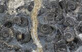 Marston Magna Ammonite Cluster - Polished on Back #30743-3
